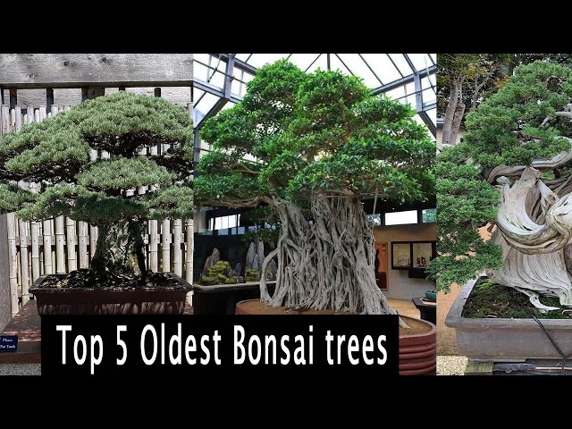 Top 5 Oldest Bonsai trees in the world