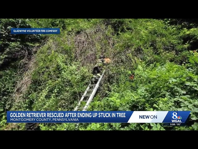 Pennsylvania firefighters rescue golden retriever stuck in a tree