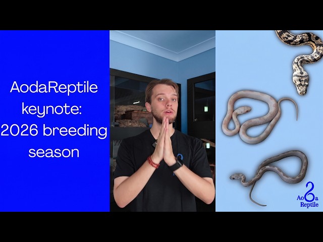 2026 AodaReptile keynote: My breeding season (Corn snake and carpet python)