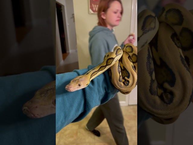 Minerva my Reticulated Python! #reptile #education #animal #python  #pet #snake #viral #pets