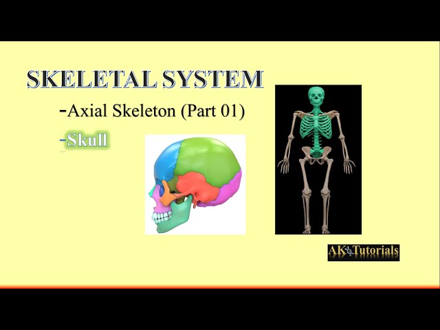 Lec 01: Skeletal System || Axial Skeleton (Part 01) || Skull
