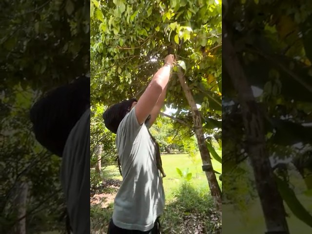 🤯 I didn't know cinnamon tree leaves taste like cinnamon...