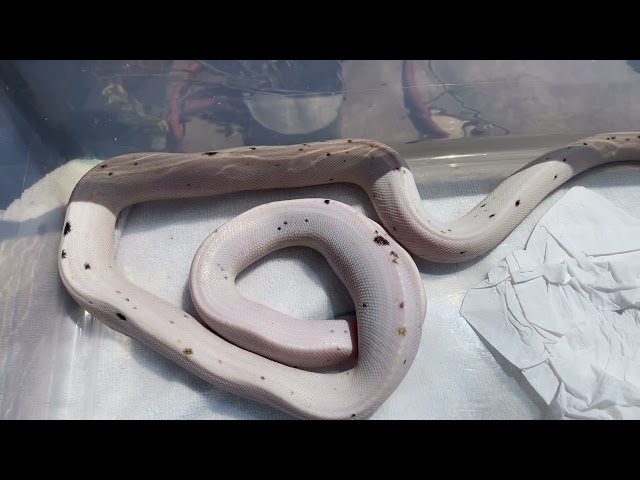 Cow 🐄 reticulated python getting ☀️