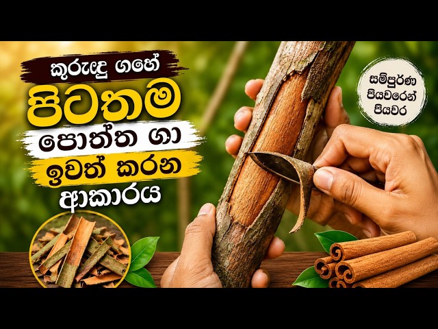 කුරුඳු ගහේ පිටතම පොත්ත ගා ඉවත් කරන නිවැරදි ආකාරය | Cinnamon Bark Peeling Method