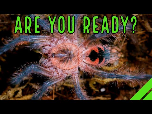 YOUR 1st Tarantula / What To Expect When YOU'RE Expecting a Spider