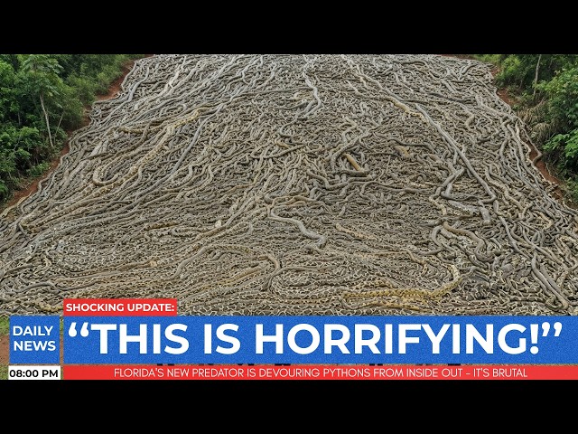 Florida's New Predator Is Devouring Pythons From Inside Out - It's Brutal