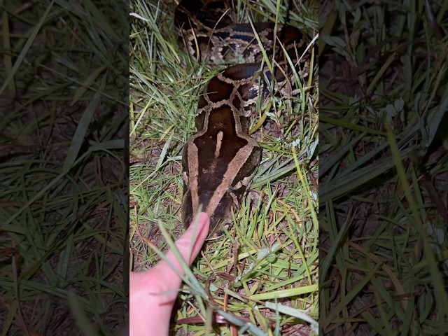 Exploring the Everglades! #snake#crazy#wildlife#everglades#conservation#animals#florida#python#gator