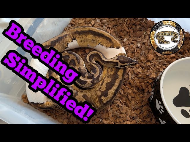 Ball Python Breeding Simplified (Step-by-Step Beginner Guide)