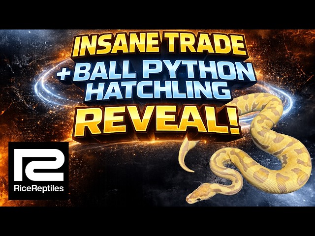 Insane Trade + Ball Python Hatchling Reveal!
