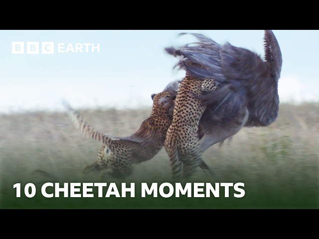 Incredible Cheetah Moments | BBC Earth