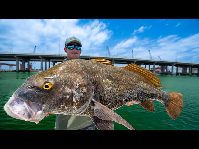 GIANT Worm Infested Fish! Catch Clean Cook! (Black Drum)
