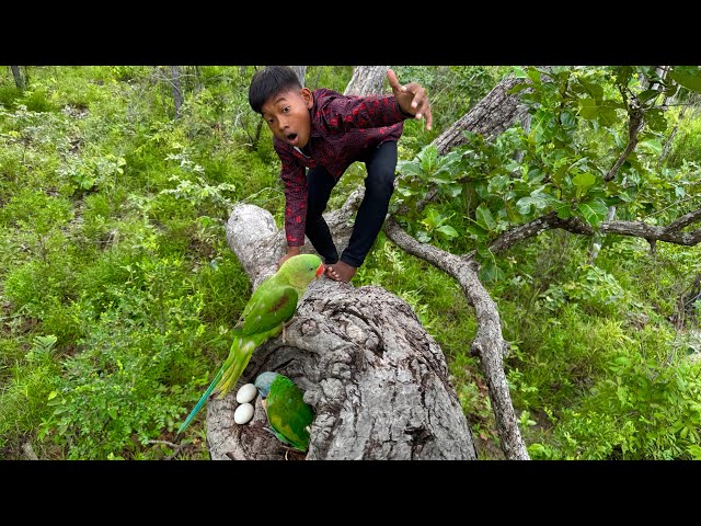 Wild Animals: The Surprising Story of One Man! 🦜#love #🦜🦜🦜🦜❤️❤️😍