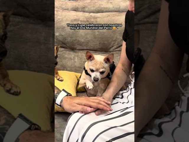 Día mundial del perro - Hola Medallo