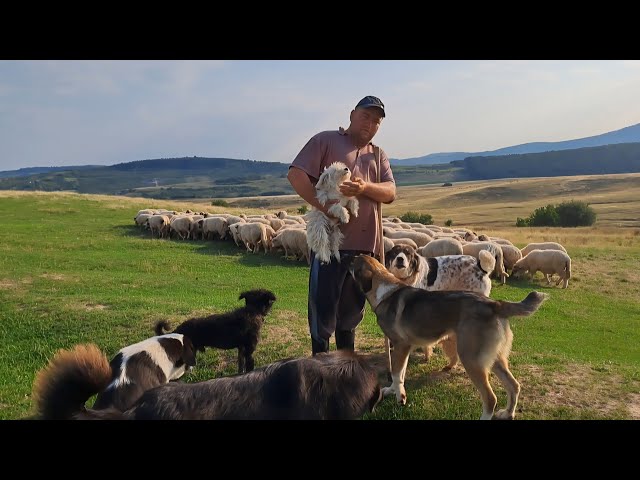 Șimi - cățel care dă oile la strungă pe  o găletuță mică de lapte . La turma lui Victor din Fetindia