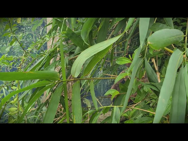 Perfect Drop: Calculating the Fall of a Giant Tree _FarmersLife _Shorts