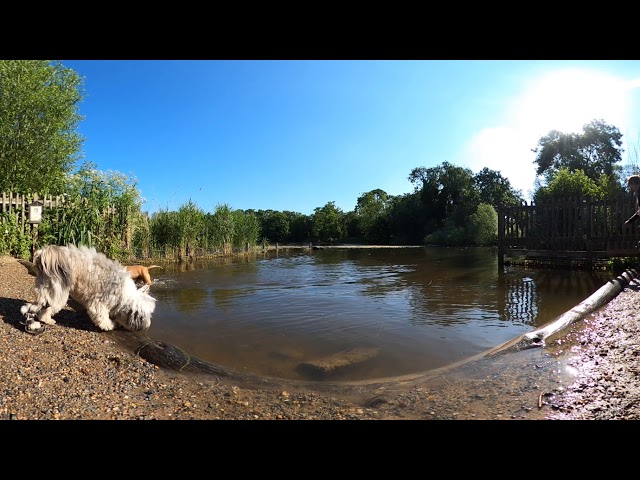 360 VR Dogs jumping into a pond on Hampstead Heath