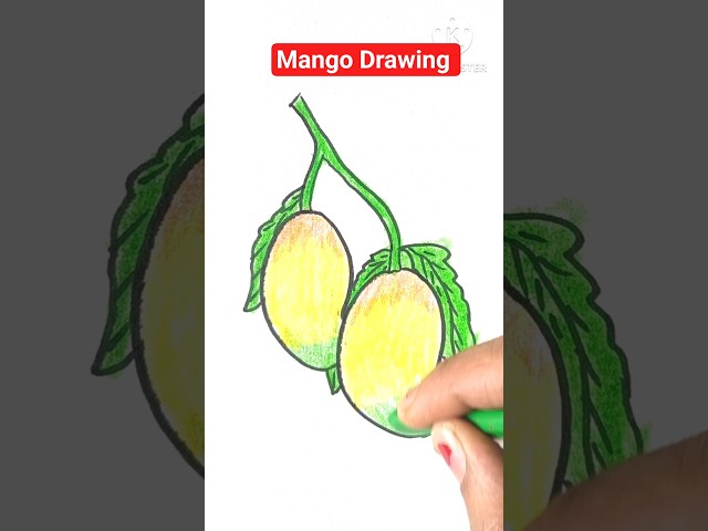 Easy Mango Drawing 🥭 | Simple Fruit Drawing #fruitdrawing #drawing #shorts
