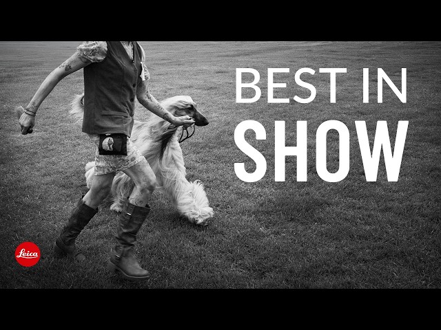 One Dog Show. Three Days. One Wide-Angle Lens.