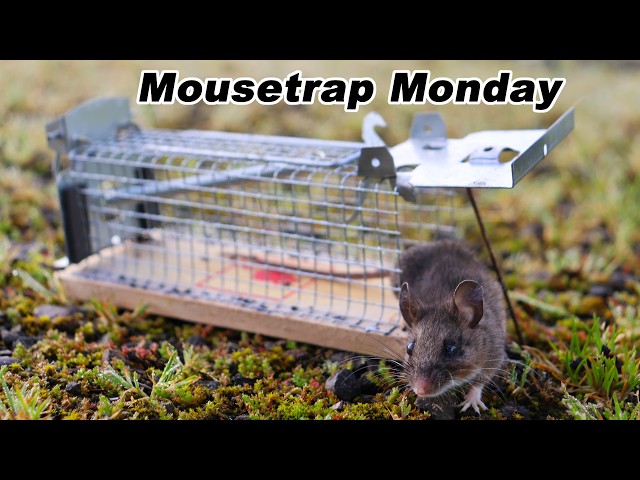Catching Mice In The Barn With A Tiny Live Catch Cage Mousetrap I found on  eBay . Mousetrap Monday
