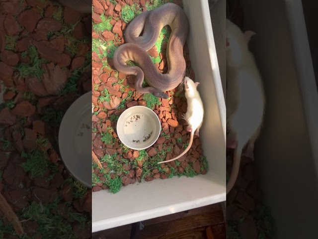 Black pastel blackhead mahogany harlequin ball python gets the assist #ballpython #snakes