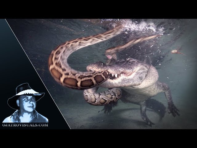 Alligator Attacks Python Underwater 01