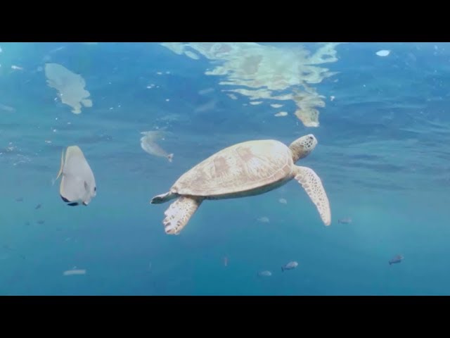 Swim underwater with a Turtle! 360 video | Our Blue Planet | The Travel Edit