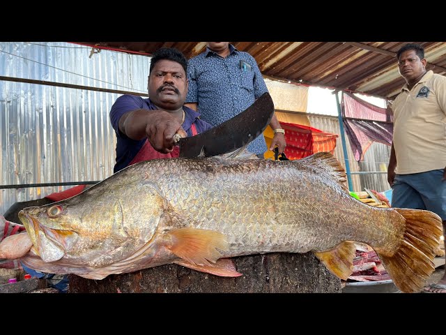 KASIMEDU 🔥 SPEED SELVAM | HUGE BARRAMUNDI FISH CUTTING VIDEO | 4K VIDEO | KM FISH CUTTING
