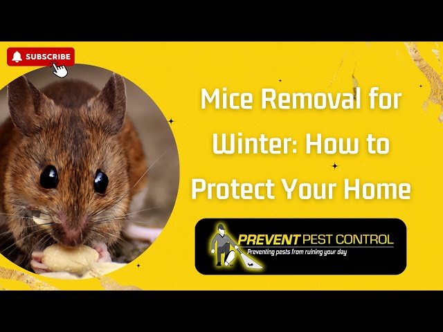 Mice Removal for Winter  How to Protect Your Home