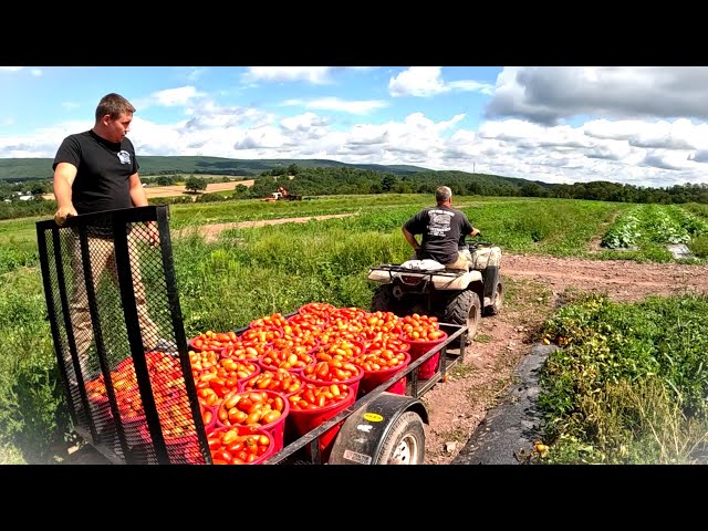The REAL LIFE on the vegetable farm