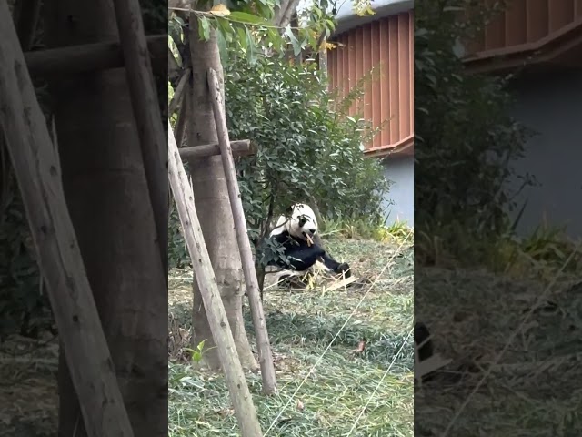 Adorable Pandas at Chengdu Research Base【4K】 | WalkTube 4K