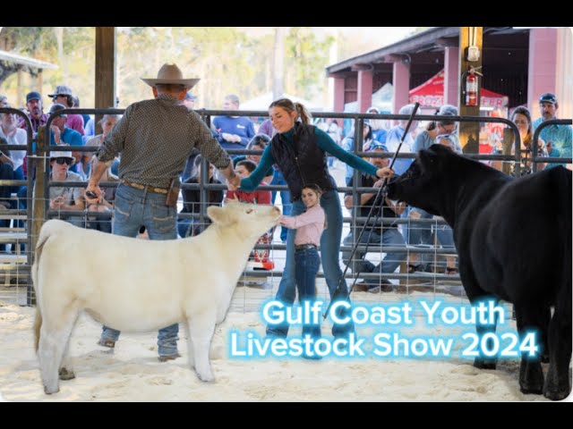 Steer & Heifer Show at the Inaugural Gulf Coast Youth Livestock Show in Fort Myers, FL