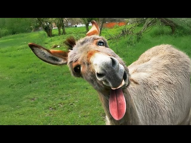 30 Minutos de los Mejores Vídeos de Animales Divertidos 😂 Captados Por Las Cámaras 2025
