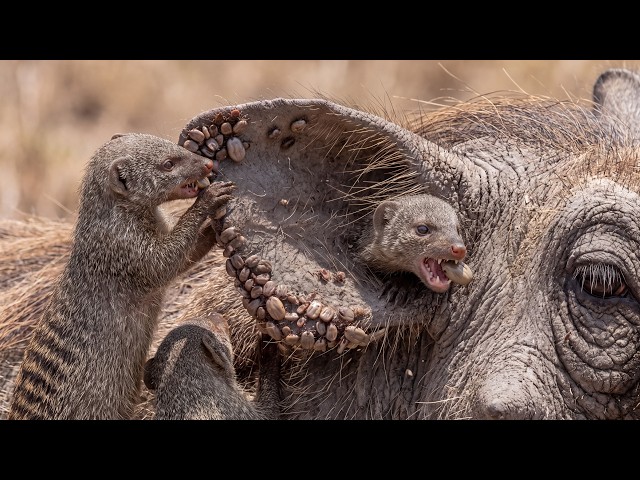 From Pups to Adulthood: 4 Banded Mongooses' Survival on the African Savannah | Symbiotic Life