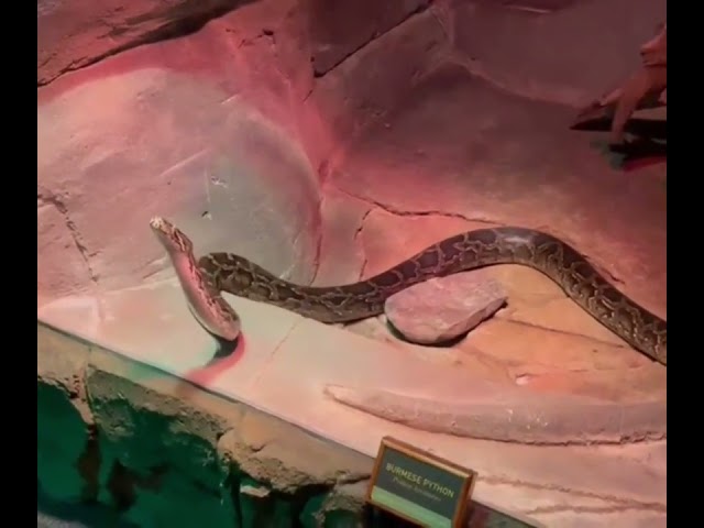 GIANT Burmese Python ...Wait till the last