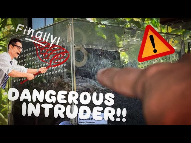 DANGEROUS intruder in my Elderly Tarantula ~ FINALLY CAUGHT IT !!!