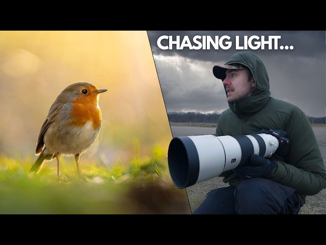 This is Why I Love Bird Photography | Sony A7V + 200-600mm
