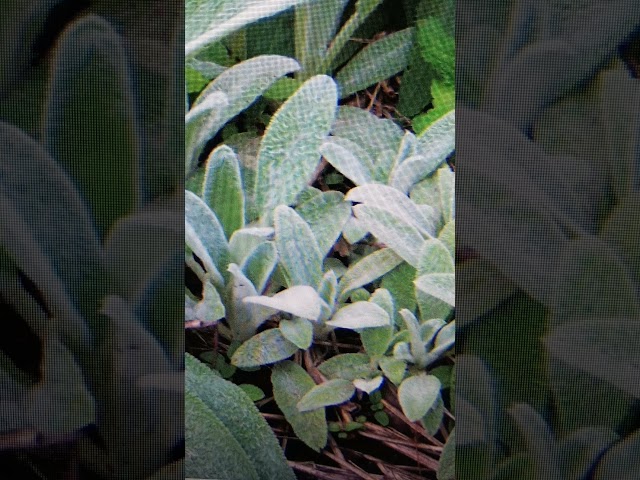 Lambs Ear #easttndude #mintableapp #nft