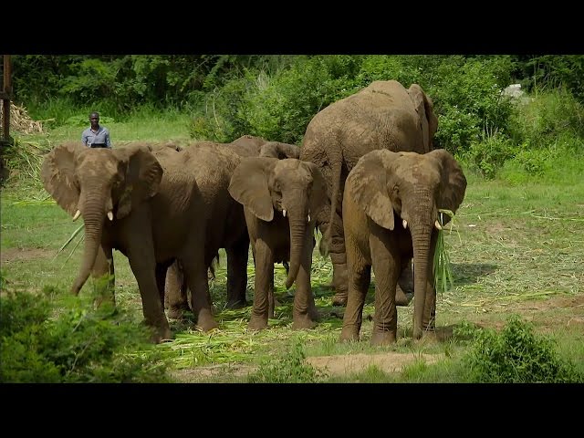 Mystery of Elephant Infrasounds Revealed | Animal Super Senses | BBC Earth
