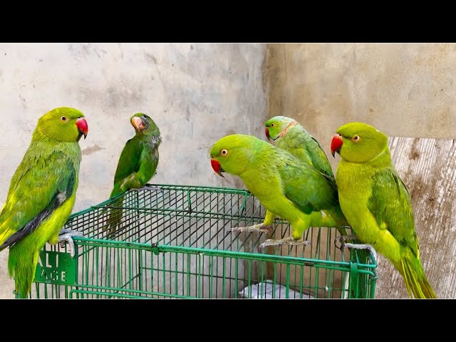 Sweet Ringneck Parrot Talking #parrot #mithuparrot #ringneckparrot 