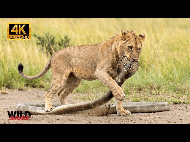 LION vs BLACK MAMBA: The Deadliest Battle in Africa | Nature Animal Documentary