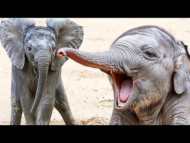 Incredible Elephant Troublemakers: 12 Minutes of Pure Chaos😂