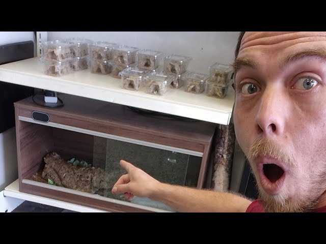 morning snake hunt (the great escape )