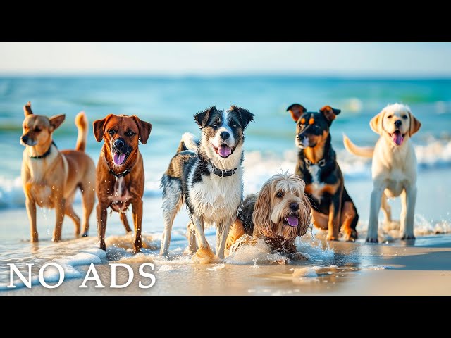 Therapeutic music for dogs 💖 relief of anxiety and stress when the dog is alone 🐕🎵