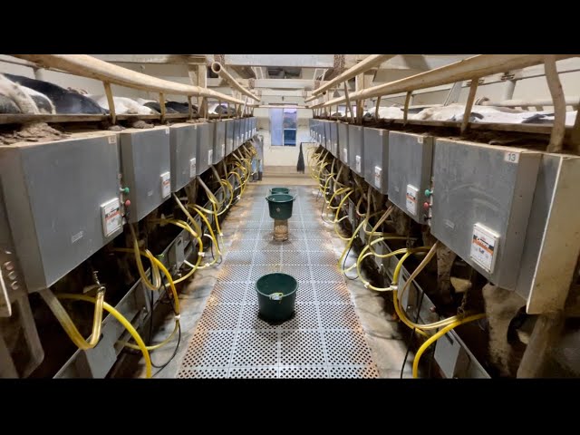 Milking 200 cows/24 at a time! - Spreading manure!