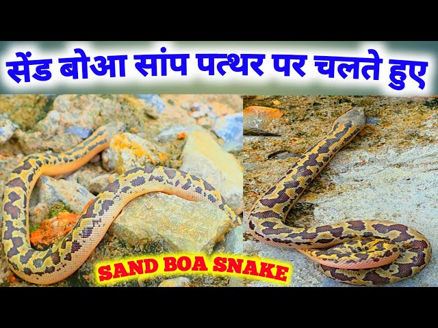 सेंड बोआ सांप पत्थर पर चलते हुए 🐍sand Boa Snake , Snake life,  Rock Python Snake, 