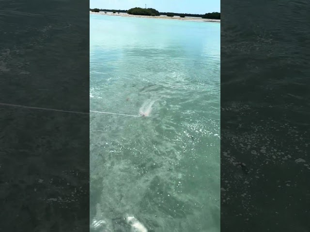 10/10 perfect cast net throw for 1000s of baits! #fishing #fish #castnetfishing