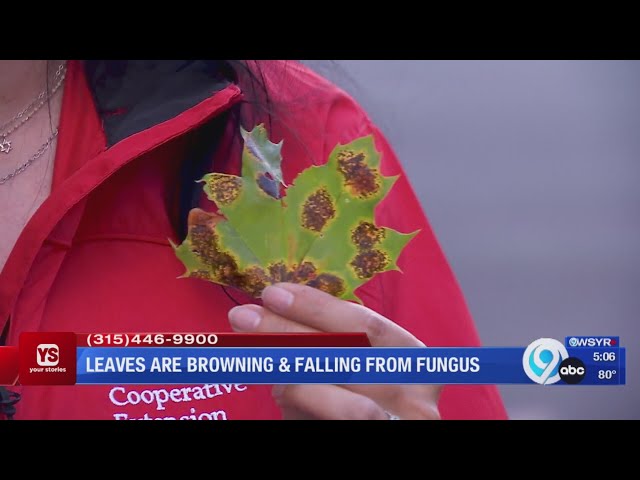 Your Stories: Why are maple leaves browning and falling in August?