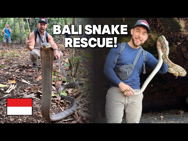 DEADLY KING COBRA Rescue and Catching Pythons at Secret Beach Cave in Bali!!🇮🇩