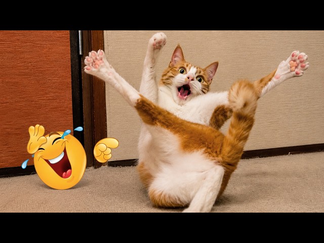 DRAMATIC Cats Reacting Like Absolute Divas Over Nothing 🤣 - Funny Cat Videos Marathon 2026 Edition