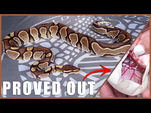 Mysterious Dinker Gene Finally Explained?!